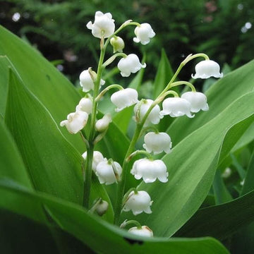 Lily of the Valley bulbs mix for garden planting
