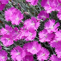Pink Dianthus Cardinal Flower seeds for Planting Colorful Display Heirloom & GMO Free Seeds for Home Garden 
 
 Sale