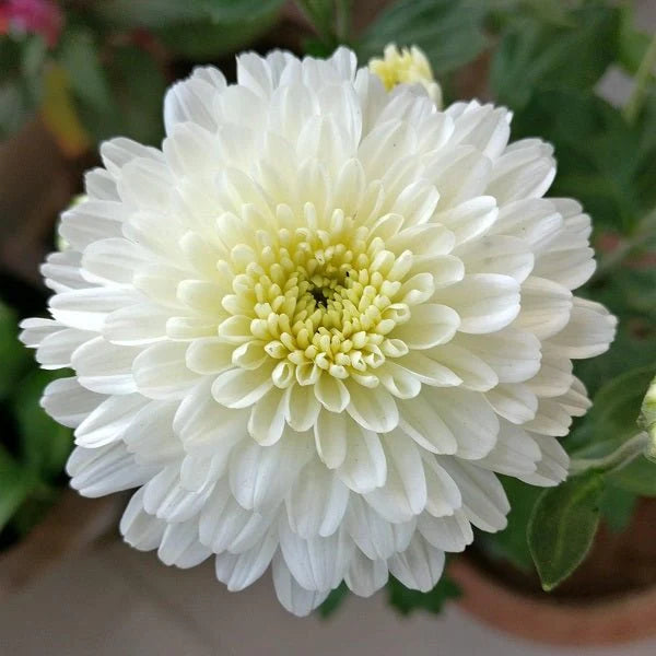 White & Yellow Chrysanthemum Flower seeds for Planting - Sun Loving, Heirloom & GMO Free Seeds for Home Garden