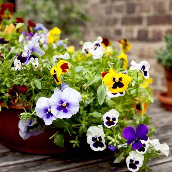 Mixed Colors Pansy Flower seeds for Planting - Sun Loving, Heirloom & GMO Free Seeds for Home Garden