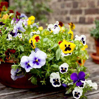 Mixed Colors Pansy Flower seeds for Planting - Sun Loving, Heirloom & GMO Free Seeds for Home Garden