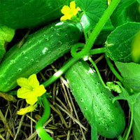 Cucumber Seeds for Garden Beds, Raised Beds, Trellises & Container Growing