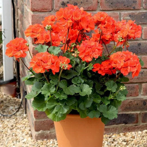 Orange Mix Geranium Pelargonium Flower Seeds for Planting Cottage Garden Essential Heirloom & GMO Free Seeds for Home Garden
 
 Sale