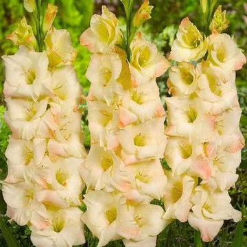 Cream Gladiolus Flower Seeds for Planting Fragrant Blossoms Heirloom & GMO Free Seeds for Home Garden
 
 Sale
