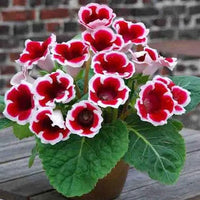 White Maroon Gloxinia Flower seeds for Planting Sun Loving Heirloom & GMO Free Seeds for Home Garden 
 
 Sale