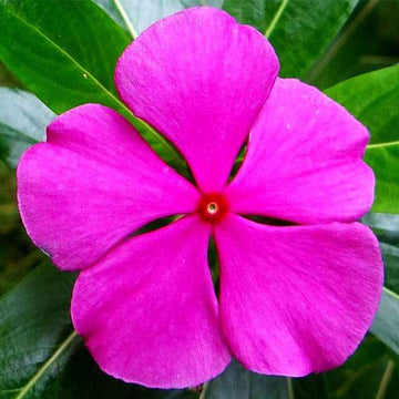 Light Pink Periwinkle Flower seeds for Planting - Fragrant Blossoms, Heirloom & GMO Free Seeds for Home Garden