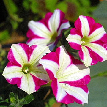 Pelletized Petunia Star Orchid Ice Seeds for Elegant Garden Accents