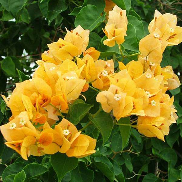 Bougainvillea Yellow Flower seeds for Planting - Cut Flower Favorite, Heirloom & GMO Free Seeds for Home Garden