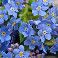 Blue Myosotis Flower seeds for Planting Sun Loving Heirloom & GMO Free Seeds for Home Garden
 
 Sale