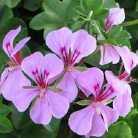 Geranium Purple White Flower seeds for Planting - Vibrant Colors, Heirloom & GMO Free Seeds for Home Garden