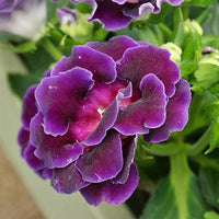 Purple White Gloxinia Flower seeds for Planting Cut Flower Favorite Heirloom & GMO Free Seeds for Home Garden 
 
 Sale