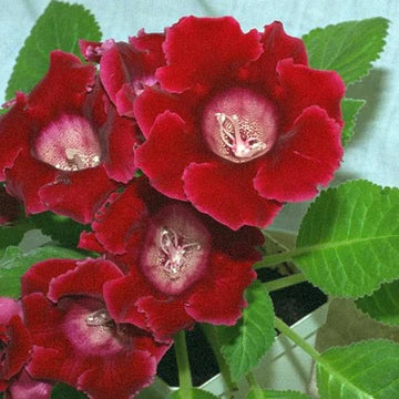 Red Brazilian Gloxinia Flower Seeds for Planting Cut Flower Favorite Heirloom & GMO Free Seeds for Home Garden
 
 Sale