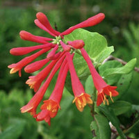 Coral Honeysuckle vine with bright red flowers growing in a garden setting.