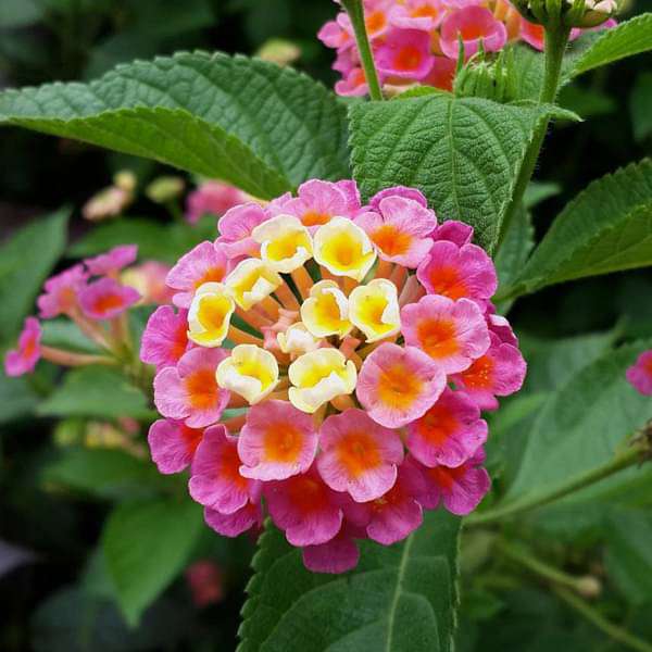 Mixed Lantana Camara Flower seeds for Planting Compact Growth Heirloom & GMO Free Seeds for Home Garden
 
 Sale