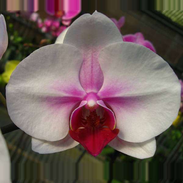 Pink White Orchid Flower Seeds – Compact Growth Heirloom & NonGMO for Home Garden
 
 Sale