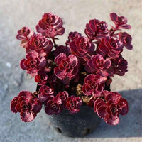 Sedum Succulent Burgundy Planting - Seeds for Hardy and Colorful Growth, Ideal for Unique