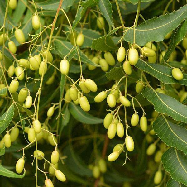 Close-up of fresh green Neem tree leaves on a healthy branch.

