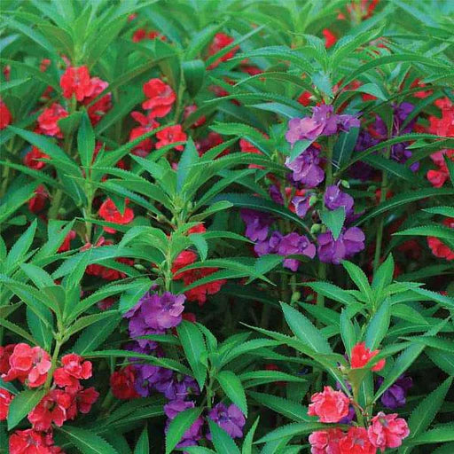 Mixed Balsam Flower seeds for Planting - Long Bloom Season, Heirloom & GMO Free Seeds for Home Garden
 
 Sale