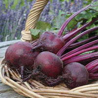 Colorful beetroot varieties growing in a home garden bed
