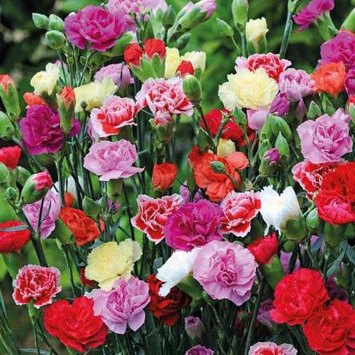 Mixed Carnation Flower Seeds for Planting Sun Loving Heirloom & GMO Free Seeds for Home Garden
 
 Sale