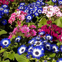 Blue Cineraria Flower seeds for Planting Pollinator Friendly Heirloom & GMO Free Seeds for Home Garden 
 
 Sale