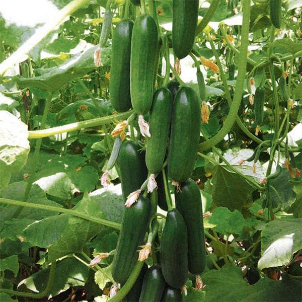 Carmen F1 hybrid cucumber plants growing on healthy green vines.