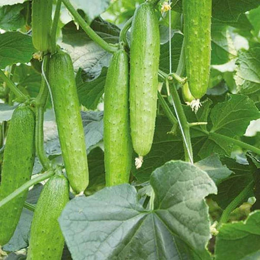 Cucumber vines thriving in a sunny home vegetable garden.