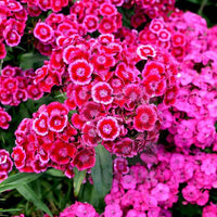 Heirloom Dianthus Barbatus Flower seeds for Planting Vibrant Colors Heirloom & GMO Free Seeds for Home Garden