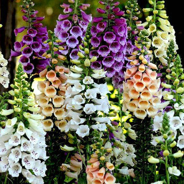 Foxglove Digitalis Dalmatian Purple and White Mix flowering in a garden.
