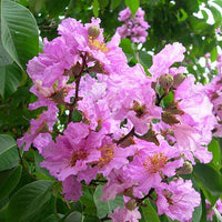 Lagerstroemia Flower seeds for Planting Premium Quality Heirloom & GMO Free Seeds for Home Garden 
 
 Sale