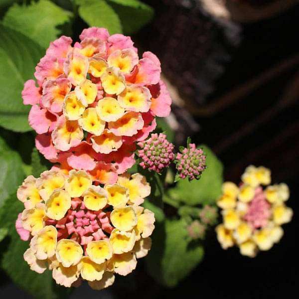 Pink Yellow Lantana Flower seeds for Planting - Wildflower Mix, Heirloom & GMO Free Seeds for Home Garden
