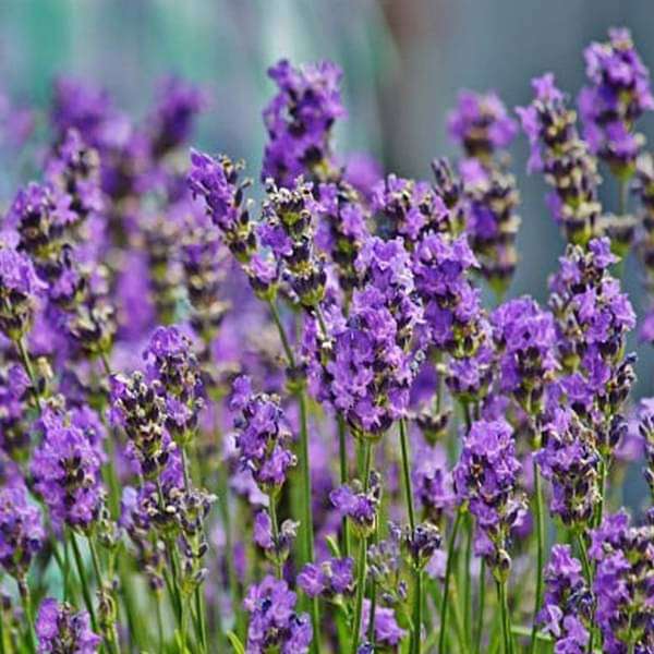 Lavender (Lavender Flower) seeds for planting in home garden