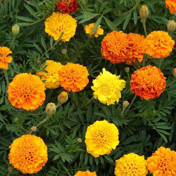 Marigolds Flower seeds for Planting Bright Blooms Heirloom & GMO Free Seeds for Home Garden