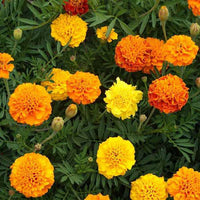 Marigolds Flower seeds for Planting Bright Blooms Heirloom & GMO Free Seeds for Home Garden