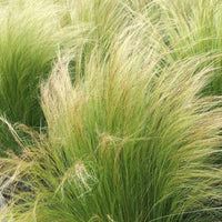Ornamental Mexican Feather Grass planted along a sunny garden border.
