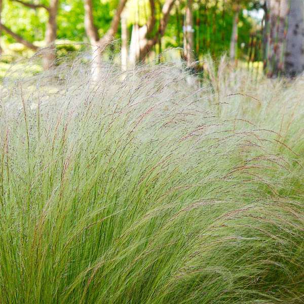 Mexican Feather Grass with fine flowing blades growing in a garden landscape.
