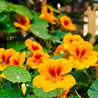 Yellow Red Nasturtium Flower Seeds Planting