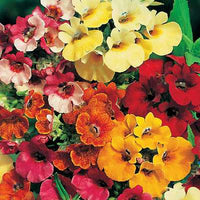Heirloom Nemesia Carnival Mix Flower seeds for Planting Bright Blooms Heirloom & GMO Free Seeds for Home Garden