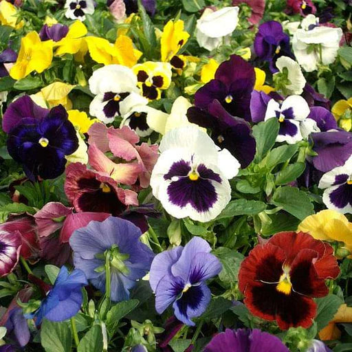 Mixed Pansy Swiss Flower seeds for Planting - Low Maintenance, Heirloom & GMO Free Seeds for Home Garden