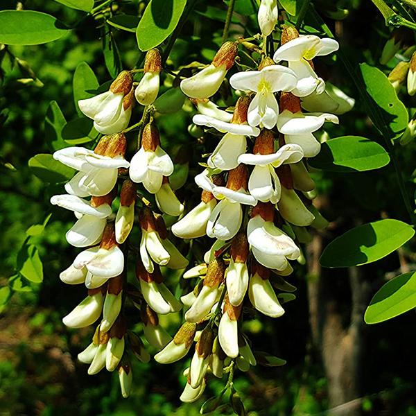 Robinia Flower seeds for Planting - Long Bloom Season, Heirloom & GMO Free Seeds for Home Garden