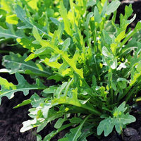 Arugula Seeds for Planting
