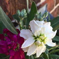 White Matthiola Incana Flower seeds for Planting - Pollinator Friendly, Heirloom & GMO Free Seeds for Home Garden