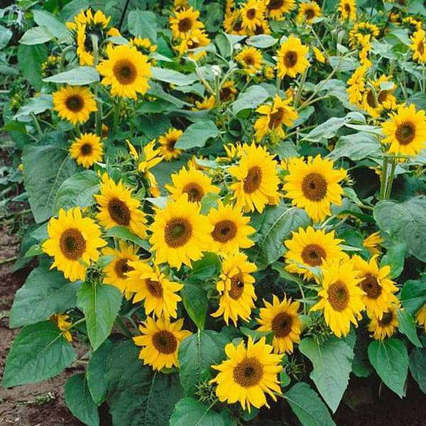 Mini SunFlower seeds for Planting Long Bloom Season Heirloom & GMO Free Seeds for Home Garden