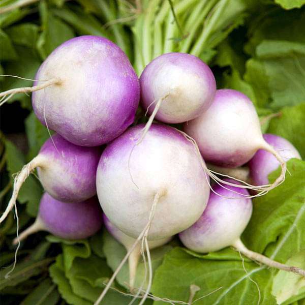 Purple Turnip Seeds – Colorful Heirloom Root Vegetable for Home Gardens