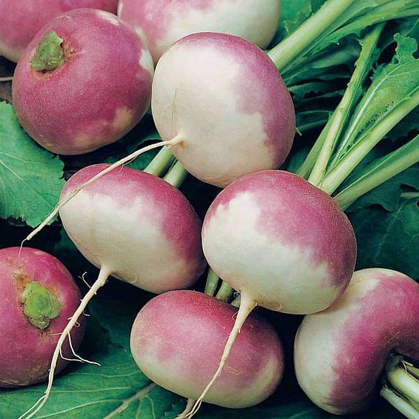 Purple Top Turnip Seeds for Home Gardens, Raised Beds & Food Plots