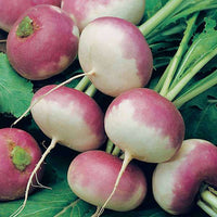 Purple Top Turnip Seeds for Home Gardens, Raised Beds & Food Plots