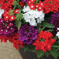 Vervain Flower seeds for Planting - Cut Flower Favorite, Heirloom & GMO Free Seeds for Home Garden