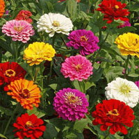 Zinnia Flower seeds for Planting - Perfect for Borders, Heirloom & GMO Free Seeds for Home Garden
