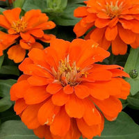 Orange Yellow Zinnia Flower seeds for Planting - Long Bloom Season, Heirloom & GMO Free Seeds for Home Garden