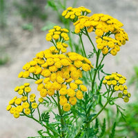 Tansy Flower seeds for Planting Compact Growth Heirloom & GMO Free Seeds for Home Garden